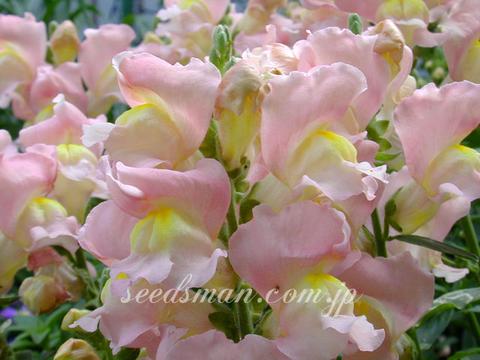 Antirrhinum hyb.