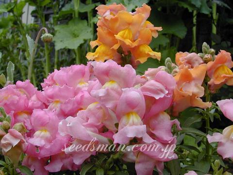 Antirrhinum hyb.