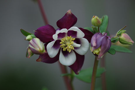 aquilegia070415-2.jpg