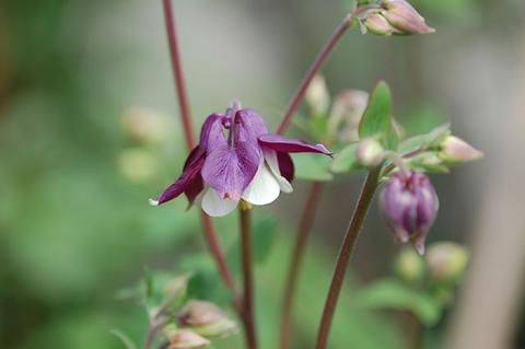 aquilegia_070415-thumb.jpg