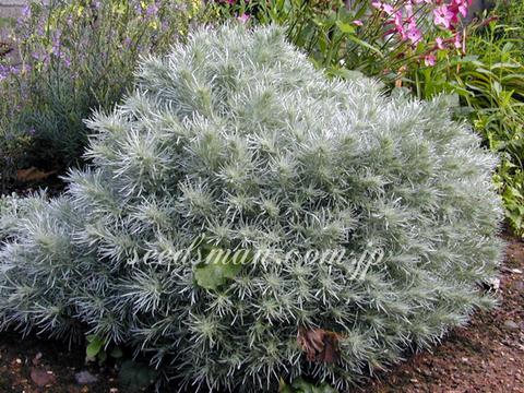 Artemisia schmidtiana