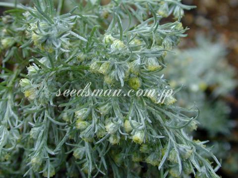 Artemisia schmidtiana