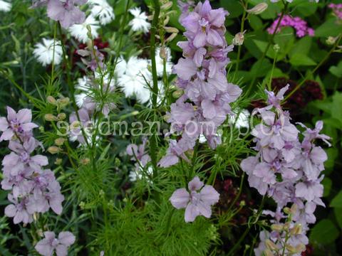 Consolida ajacis 'Earl Grey'