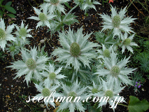 eryngium_misswillmot0406252.jpg
