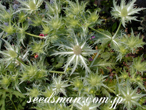 eryngium_misswillmott030622.jpg