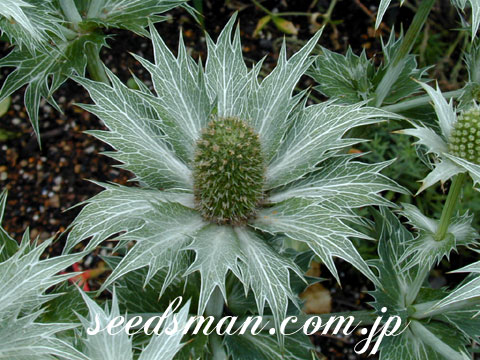 eryngium_misswillmott040625.jpg