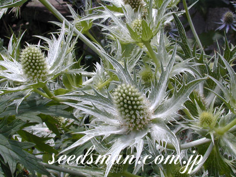 eryngium_misswillmottsghost030702.jpg