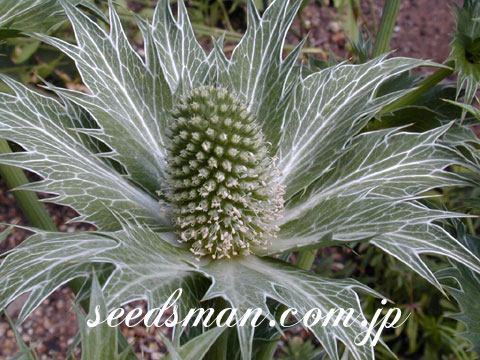 eryngium_misswillmottsghost040616.jpg