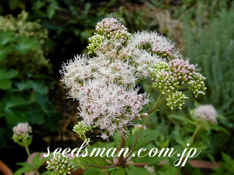 eupatorium_fortunei040811.jpg