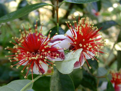 Feijoa sellowiana
