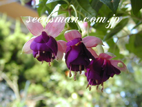 fuchsia_Lena0406232.jpg