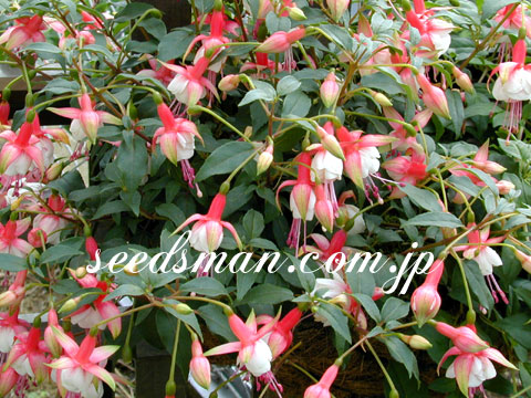 fuchsia_PatioPrincess030618.jpg