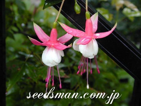 fuchsia_PatioPrincess030731.jpg