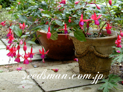 fuchsia_hyb040609.jpg