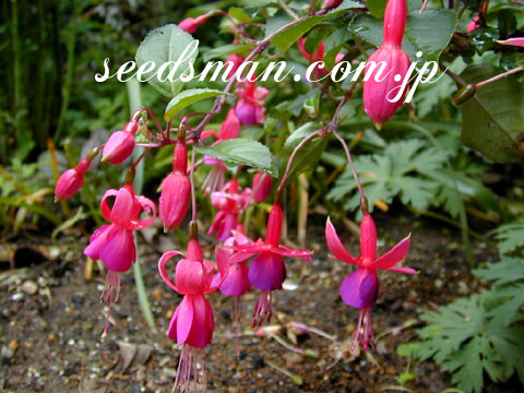 fuchsia_hyb0406092.jpg