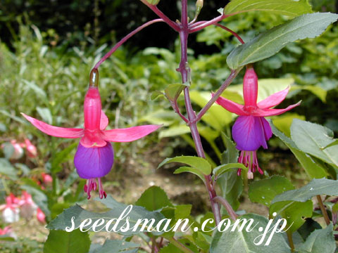 fuchsia_hyb040617.jpg