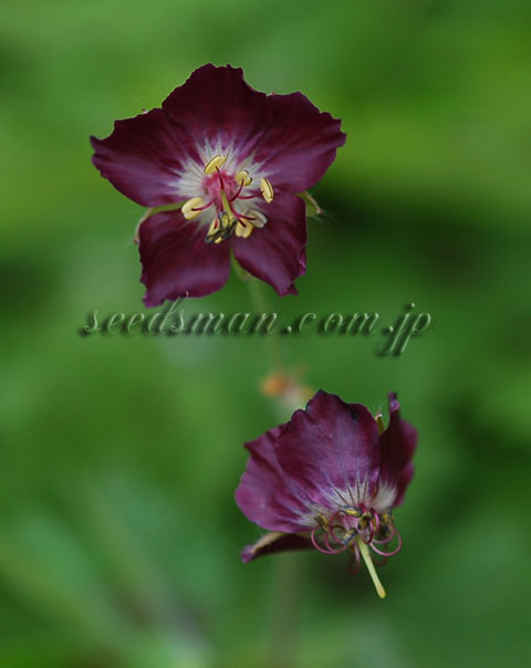 geranium_phaeumBlack060423.jpg