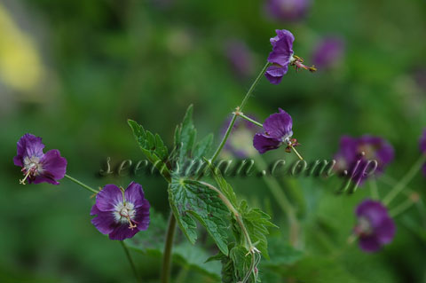 geranium_phaeumSam060423.jpg