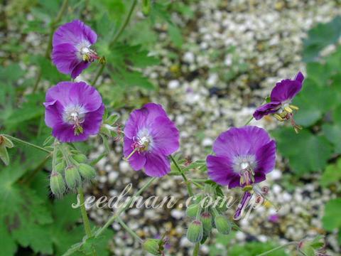 geranium_phaeum_Samobor040506-thumb.jpg