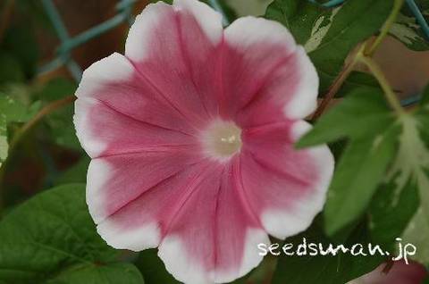 ipomoea_nil_Yuhzuki080731.jpg