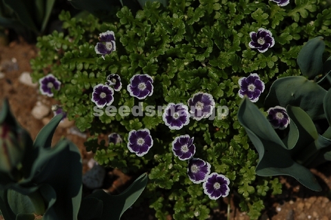 nemophila_Cleopatre060408-2.jpg