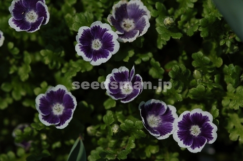 nemophila_Cleopatre060408.jpg