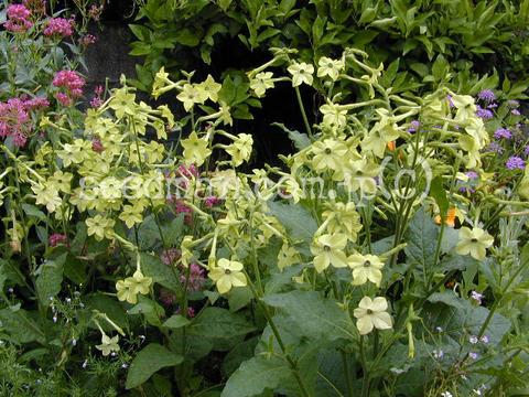nicotiana_green020614-thumb.jpg