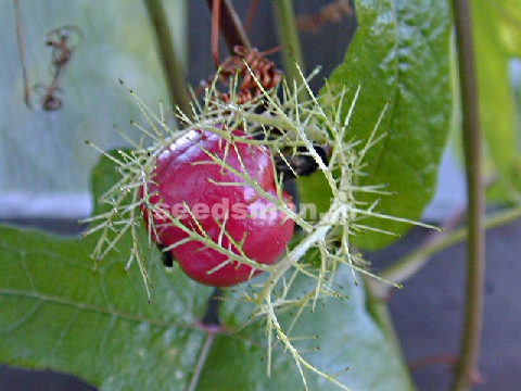 passiflora_RedApple020828.jpg