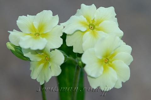 primula_Chartreuse0604192-thumb.jpg