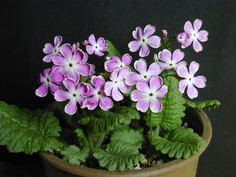 https://www.seedsman.jp/gardenblog/jpg-other/primula_sieboldii_dojibai2-thumb.jpg