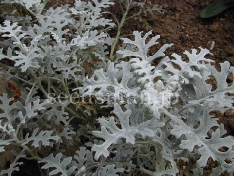 senecio_DustyMiller031011-2.jpg