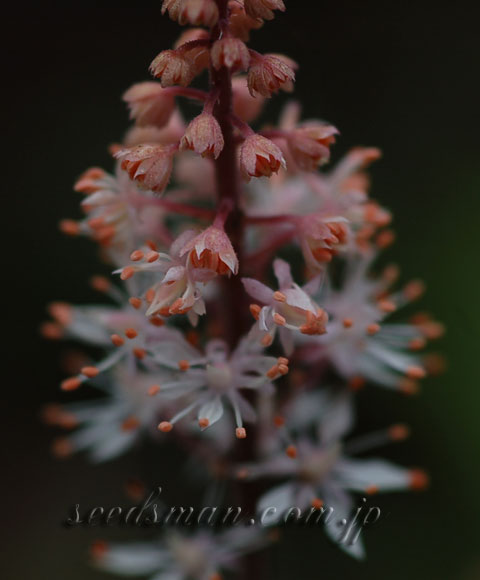 tiarella_Mintchocolate060413.jpg