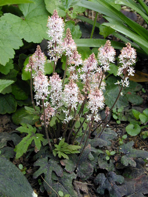 tiarella_mintchocolate2.jpg