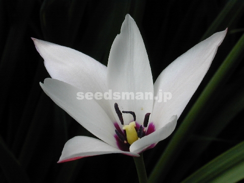 tulipa_culsiana_ladyjane.jpg
