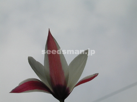 tulipa_culsiana_ladyjane2.jpg