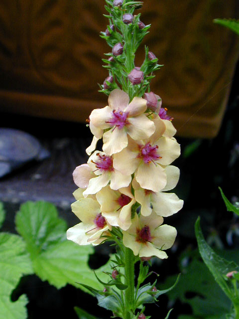 verbascum_southerncharm1.jpg