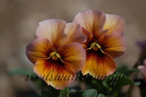 viola_BronzeShade060325.jpg