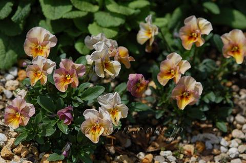 https://www.seedsman.jp/gardenblog/jpg-other/viola_BronzeShade060406-thumb.jpg