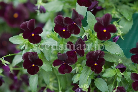 viola_SuperViolaBlackOpal070514.jpg