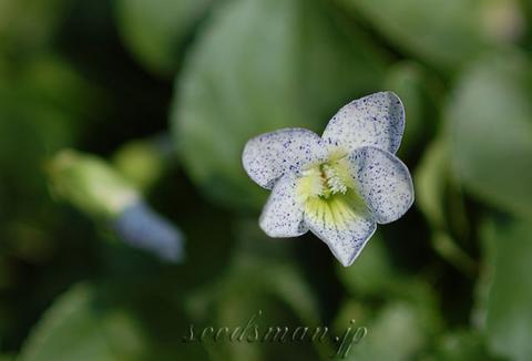 viola_sororia_Freckles070410-thumb.jpg