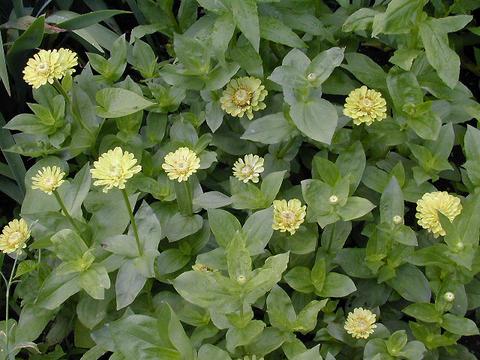 zinnia1-thumb.jpg