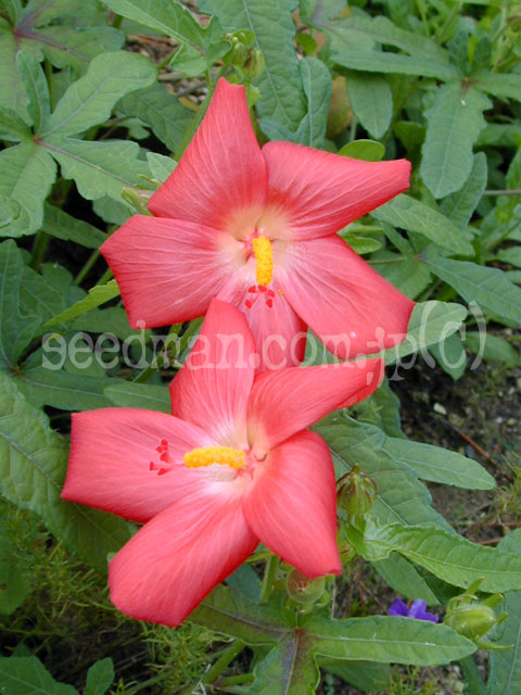 abelmoschus_moschatus050922.jpg