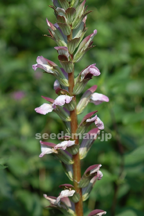 acanthus_mollis070619.jpg