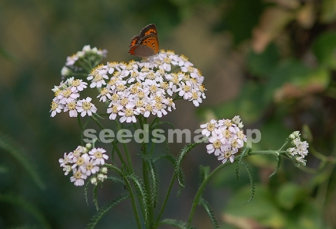 achillea_alpina_japonica060628.jpg