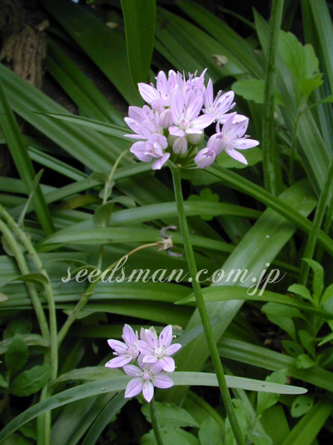 allium_unifolium040509.jpg