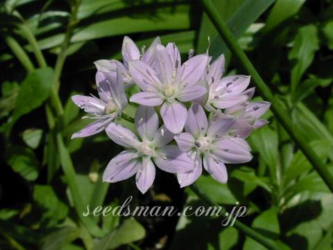 Allium unifolium