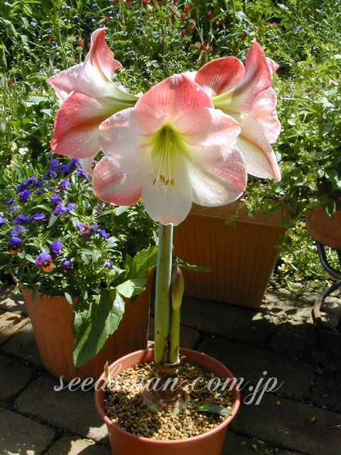amaryllis_appleblossom020513.jpg