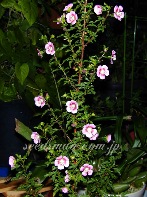 anisodontea_capensis_SanRemoQueen030927.jpg
