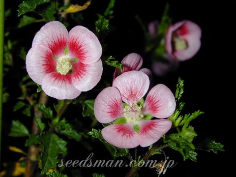 Anisodontea capensis 'San Remo Queen'