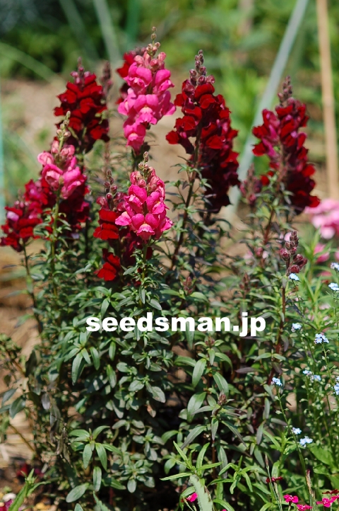 antirrhinum_nanum_BlackPrince070511-2.jpg